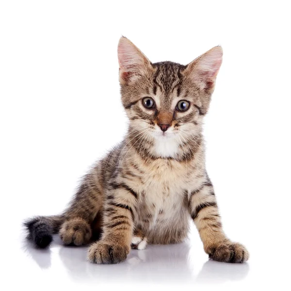 Striped small cat. — Stock Photo, Image