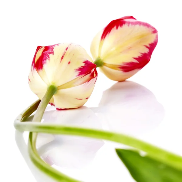 Два тюльпана . — стоковое фото