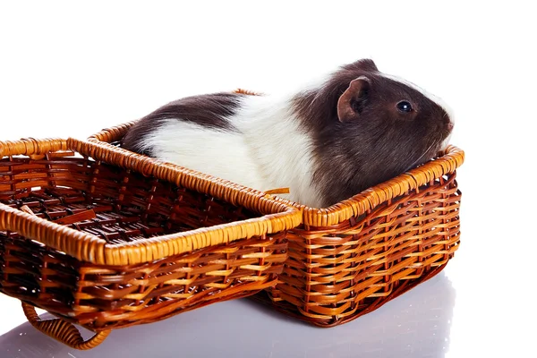 Guinea pig in a wattled basket — Stock Photo, Image