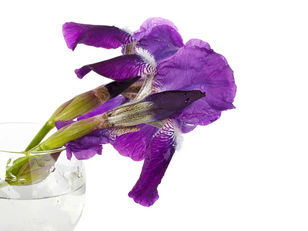 Violette bloemen van een iris staan in een glas. — Stockfoto