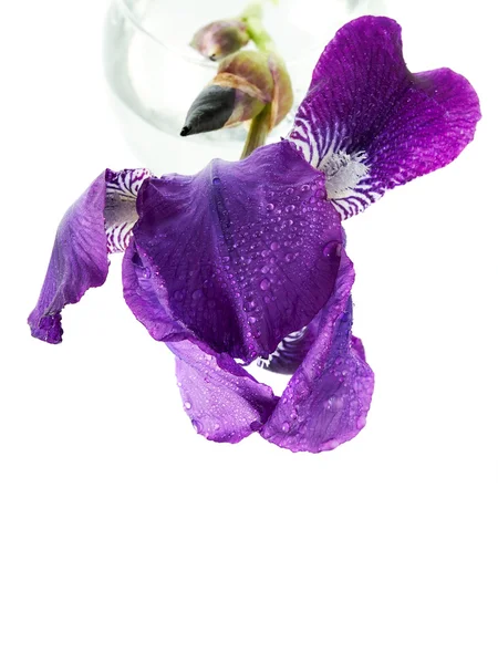 Iris in een glas. — Stockfoto