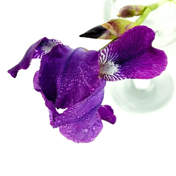 Iris bloem in een glas. — Stockfoto