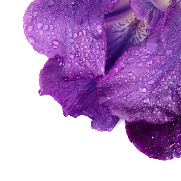 Petals of a violet flower of an iris. — Stock Photo, Image