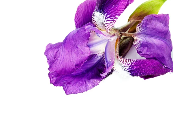 Iris flower. — Stock Photo, Image