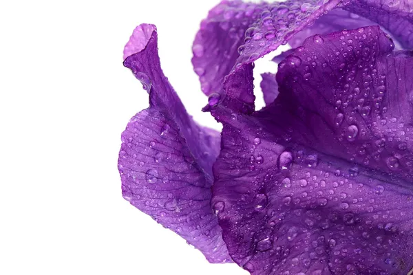 Petals of a flower of an iris. — Stock Photo, Image