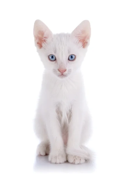 El gatito blanco con ojos azules se asienta sobre un fondo blanco. — Foto de Stock