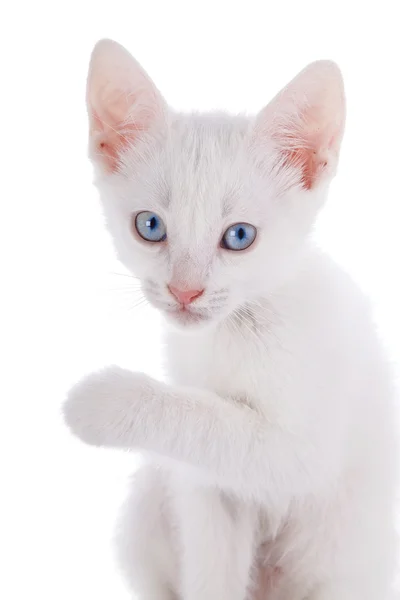 Beyaz bir kedi yavrusu portresi. — Stok fotoğraf