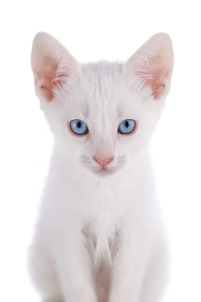 Retrato de un gatito blanco con ojos azules. —  Fotos de Stock