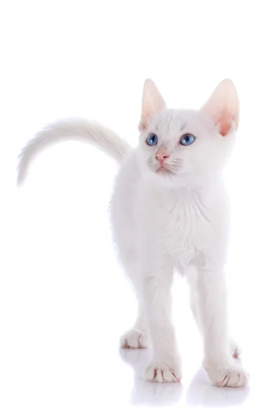 Белый котенок с голубыми глазами затраты на белом фоне. — стоковое фото