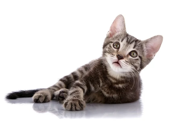 Pequeño gatito se encuentra sobre un fondo blanco . — Foto de Stock