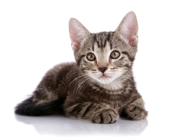 Pequeño gatito rayado yace sobre un fondo blanco . — Foto de Stock