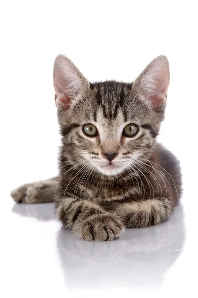 Striped kitten lies on a white background. — Stock Photo, Image