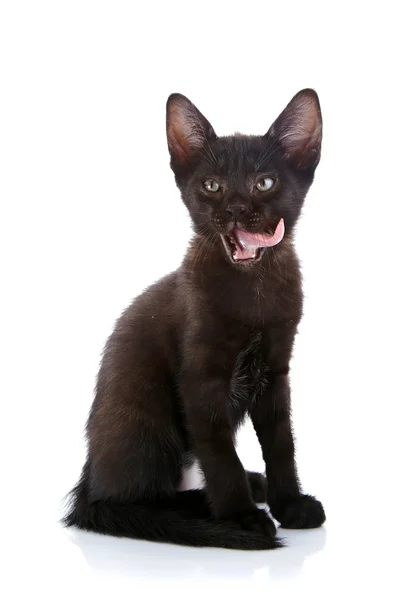 El negro lamiendo gatito labios se asienta sobre un fondo blanco. —  Fotos de Stock