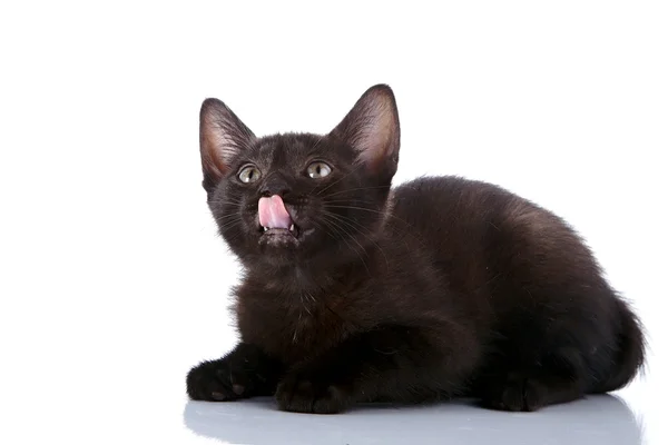 Den svarta kattungen ligger och slickar läpparna. — Stockfoto