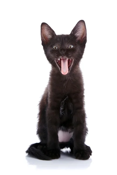 Strongly surprised black kitten. — Stock Photo, Image