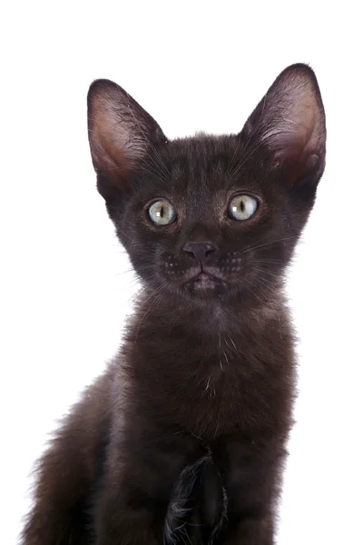 Ritratto di gattino nero . — Foto Stock