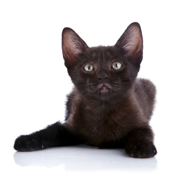 Černé kotě leží na bílém pozadí. — Stock fotografie