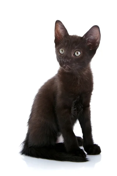 Den svarta kattungen sitter på en vit bakgrund. — Stockfoto