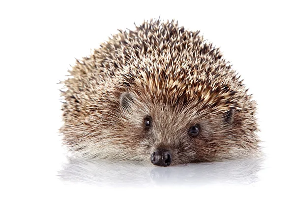 Prickly hedgehog on a white background — Stock Photo, Image