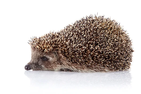 Igel auf weißem Hintergrund — Stockfoto