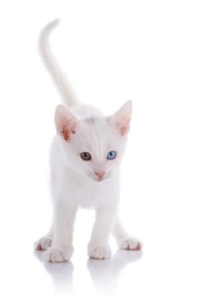 The white kitten with multi-colored eyes costs on a white background. — Stock Photo, Image