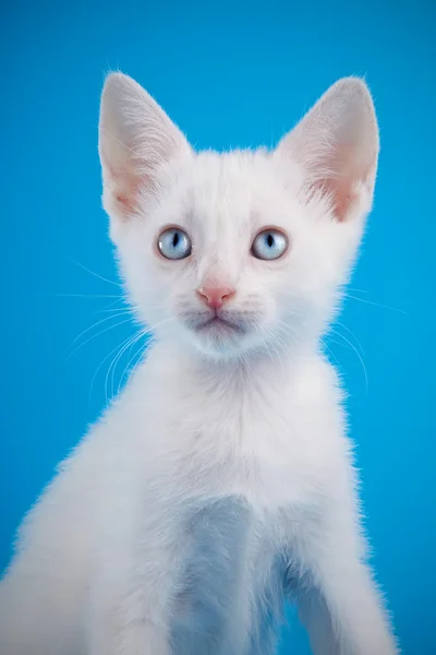 Retrato de un gatito blanco de ojos azules sobre un fondo azul. —  Fotos de Stock