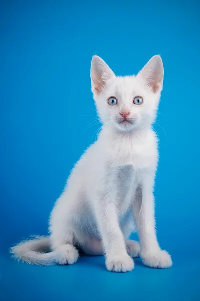 El gatito blanco con ojos azules se asienta sobre un fondo azul. —  Fotos de Stock