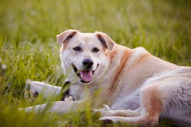 bej büyük değil safkan köpek çim üzerinde yalan.