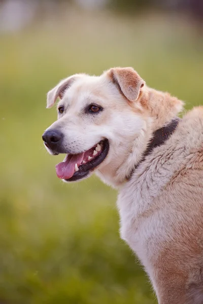 Portrait of a beige dog. – stockfoto
