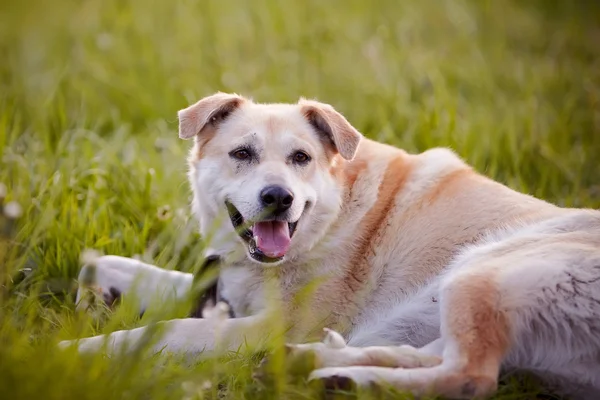 De beige grote niet rasechte hond ligt op een gras. — Stockfoto