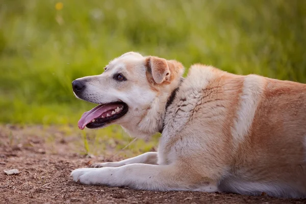 The beige large not purebred dog lies. — Stock Photo, Image