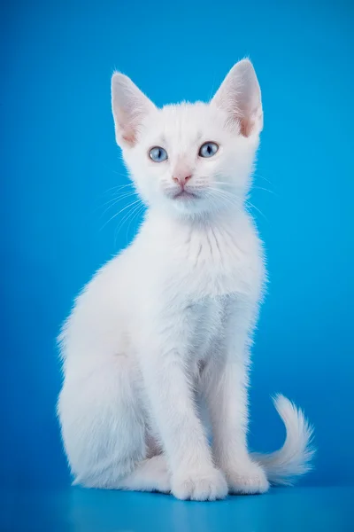 El gatito blanco con ojos azules se asienta sobre un fondo azul. —  Fotos de Stock