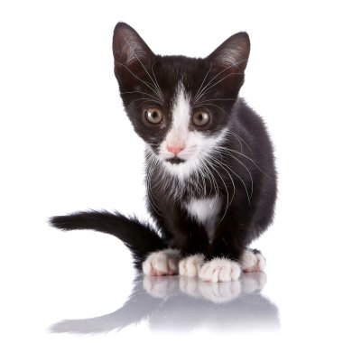 zwart-wit nieuwsgierig kitten op een witte achtergrond.