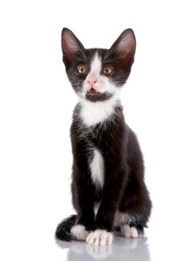 siyah-beyaz meraklı yavru oturur.