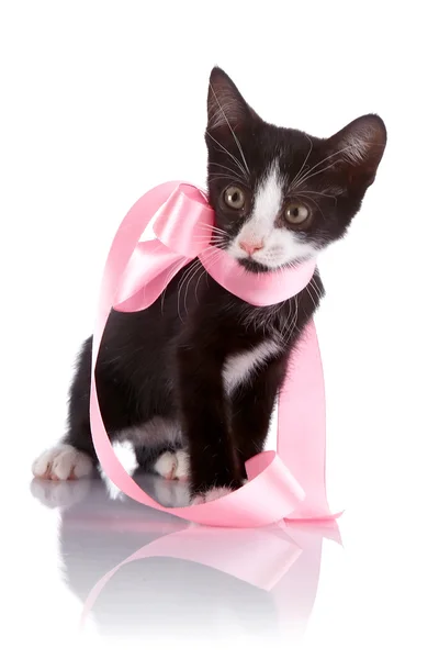 Gatito curioso blanco y negro con una cinta rosa. — Foto de Stock