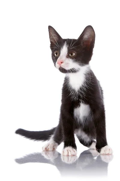 Custos de gatinho curioso preto e branco sobre um fundo branco. — Fotografia de Stock