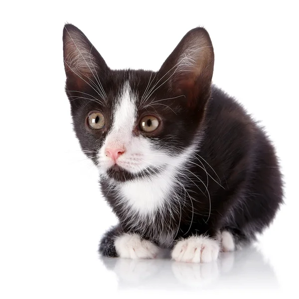 Zwart-wit kitten op een witte achtergrond. — Stockfoto