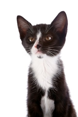 Beyaz bir arka plan üzerinde siyah beyaz bir kedi yavrusu portresi.