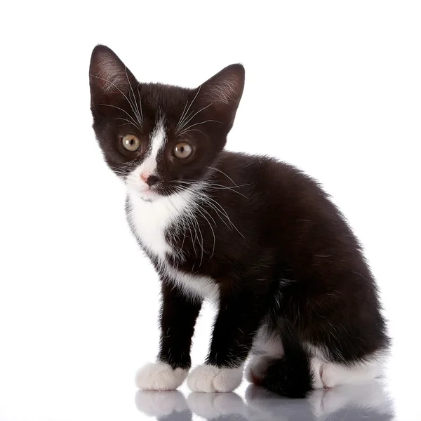 Negro y blanco pequeño gatito se sienta sobre un fondo blanco . —  Fotos de Stock