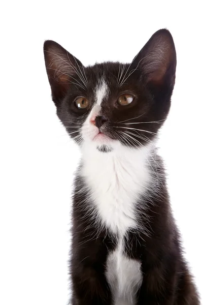 Retrato de um gatinho preto e branco sobre um fundo branco. — Fotografia de Stock