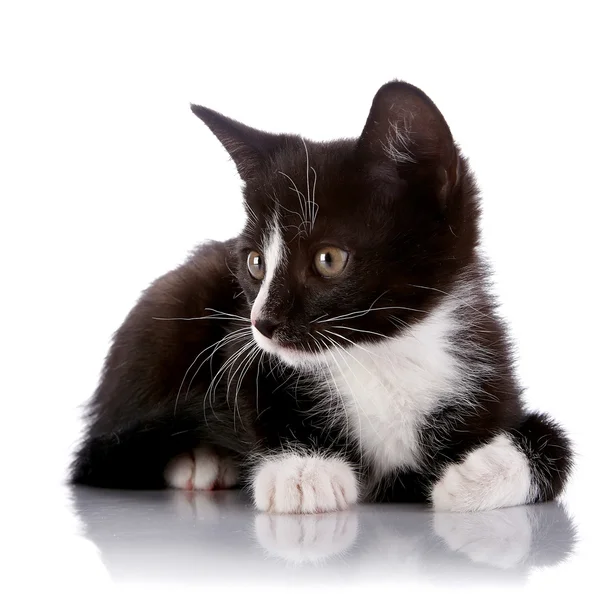黒と白の子猫は白い背景に横たわっています. — ストック写真