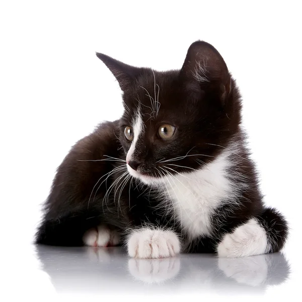 Black and white kitten lies on a white background. — Stock Photo, Image