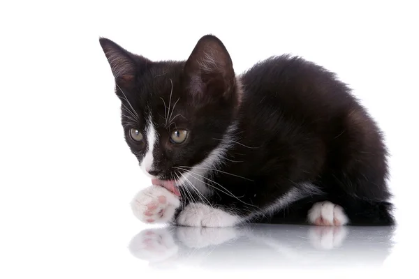 Het kitten likt een poot. — Stockfoto