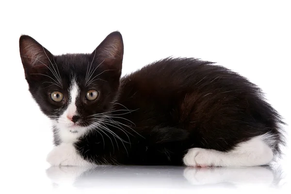 Preto e branco gatinho curioso encontra-se sobre um fundo branco. — Fotografia de Stock