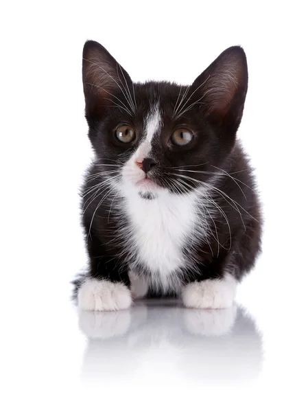 Μαύρο και άσπρο μικρό φοβισμένη γατάκι. — Φωτογραφία Αρχείου
