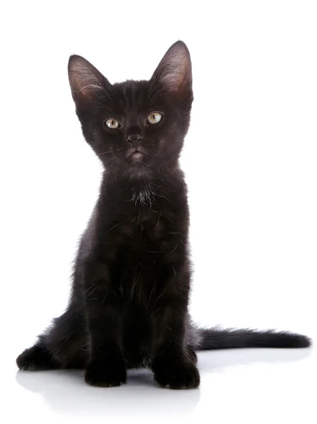 Černé kotě sedí na bílém pozadí. — Stock fotografie