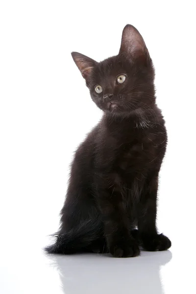Černé kotě sedí. — Stock fotografie