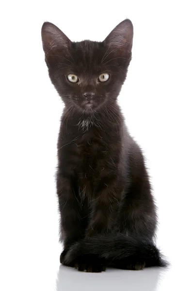 Il gattino nero . — Foto Stock