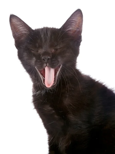 Portret van een zwarte gapende kitten. — Stockfoto