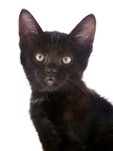 Retrato de un gatito negro . — Foto de Stock